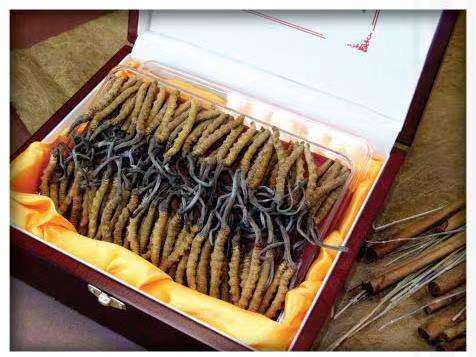 江阳冬虫夏草回收